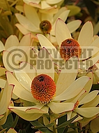 Leucadendron Bonbon (syn. Summer Sun) (L. discolor x L. laureolum)