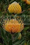 Leucospermum Hennys Torch
