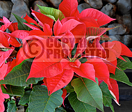Poinsettia, Euphorbia pulcherrima