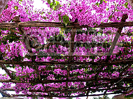 Bougainvillea glabra , lesser bougainvillea, paper flower, etc