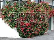 Phaedranthus buccinatorius (Mexican Bloodflower)