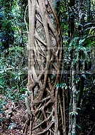 Strangler fig