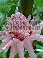 Etlingera elatior 'Pink Torch', Torch lily